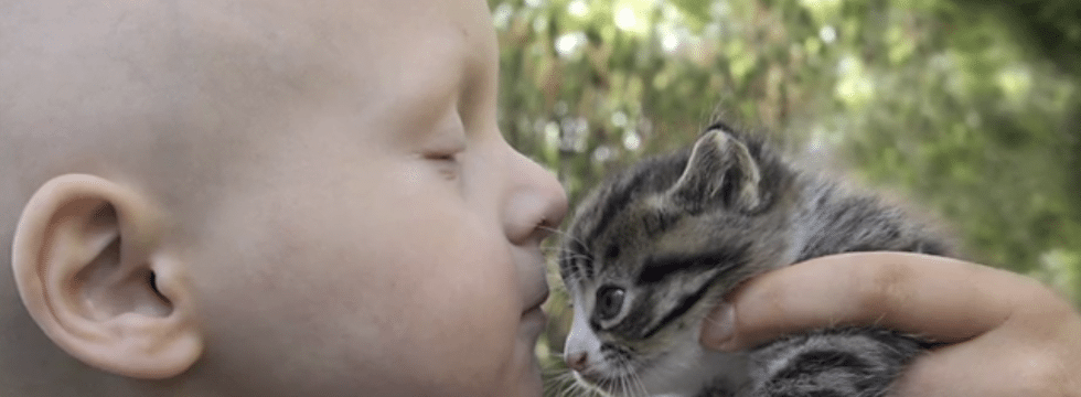 image of a child's face profile with kitten for Capital Caring