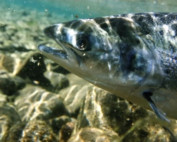 conservation video fish in water