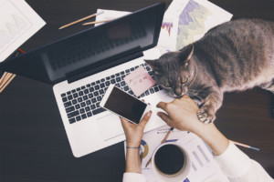 woman working in home office with laptop smartphone cat coffee